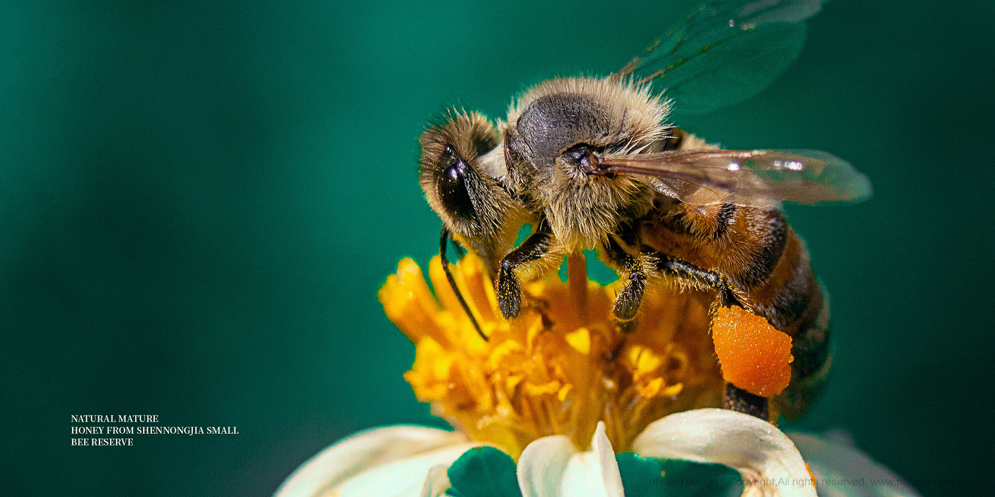 샞ʳƷbOӋ,YOӋ,߶ƷOӋ